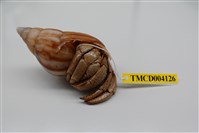 藏品(凹足陸寄居蟹)的圖片